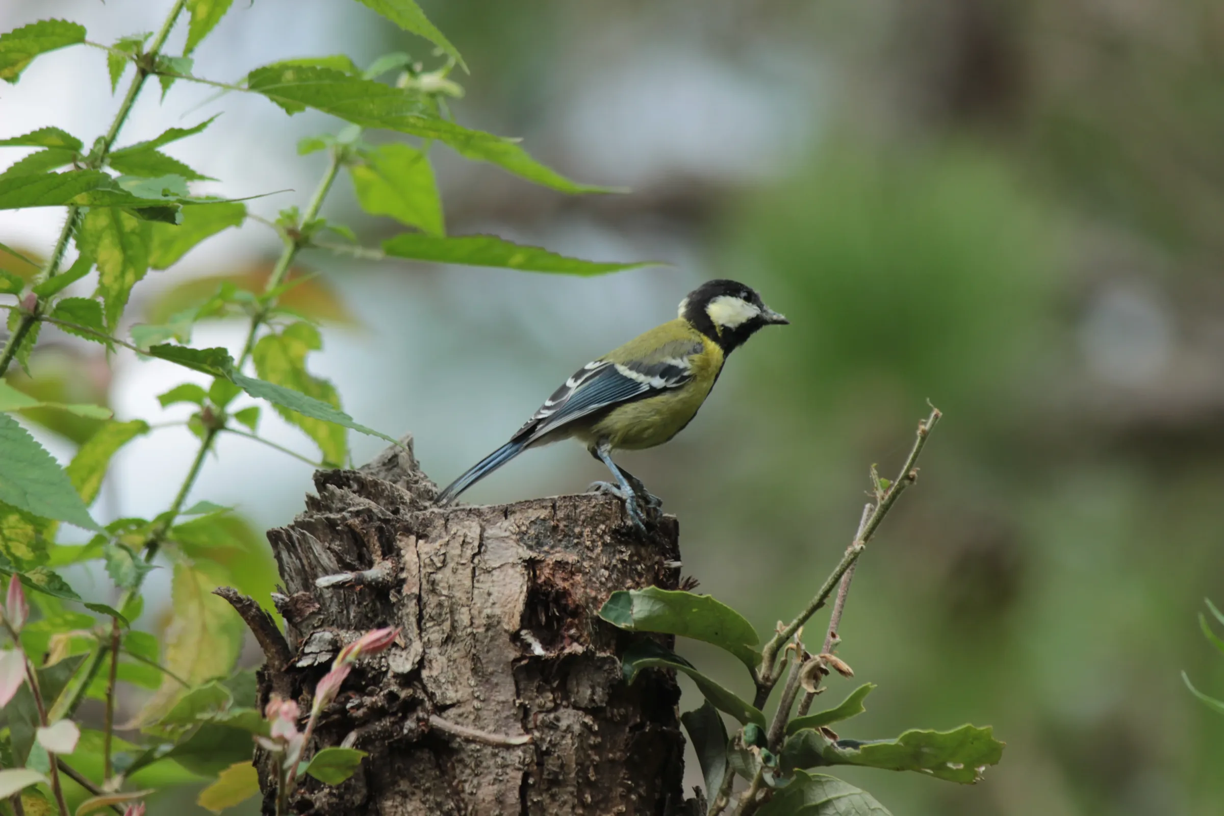 Green-backed Tit